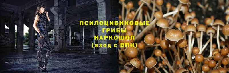 Галлюциногенные грибы Cubensis  Рославль 